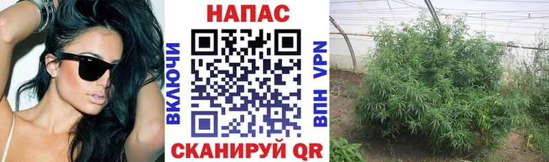 Шишки марихуана конопля Бородино